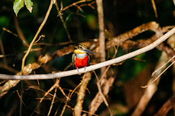 Close up of a Green-and-rufous Kingfisher perched on a branch, looking for prey, Pantanal Wetlands, Mato Grosso, Brazil