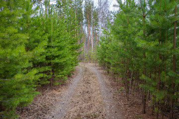 Country road in the spring forest. Nature scenic.