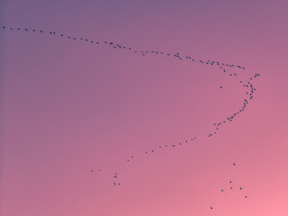abstract background with birds 