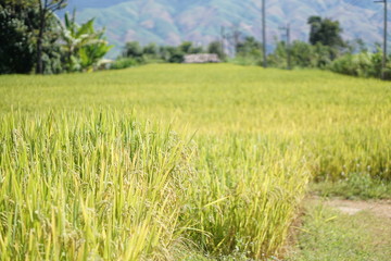 plant on the hill and flower