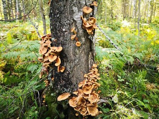 mushrooms in forest
