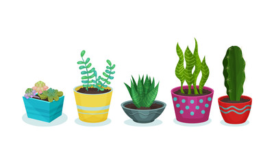 Different green plants in flower pots. Vector illustration on a white background.