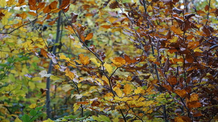 Plakat maple leaves in autumn