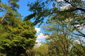空　雲　森　秋　杤木