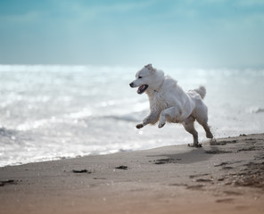 SHERPHERD PODHALE DOG PUPPY POLISH