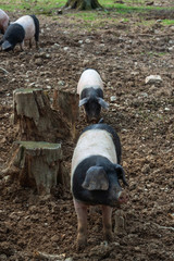 Ein Rudel Schwäbisch-Hällische Landschweine im Wald