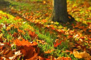 Autumn leaves on grass
