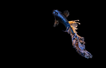 Obraz na płótnie Canvas Betta Siamese fighting fish, Colorful beautiful of half moon long delta tail and capture moving moment of fish isolated on black background