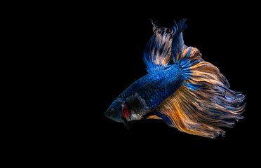 Betta Siamese fighting fish, Colorful beautiful of half moon long delta tail and capture moving moment of fish isolated on black background