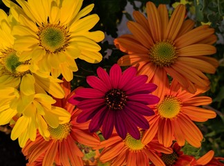 Bouquet of flowers,garden,yellow,orange,purple