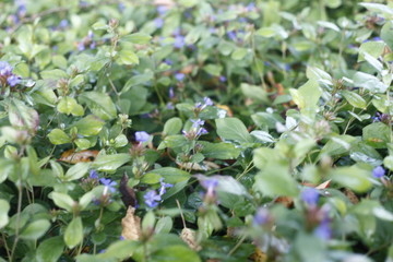 ceratostigima plumbaginoides, plumbaginaceae, hornnarbe