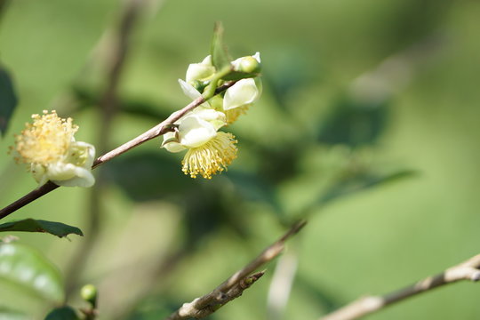 miang flower