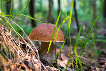 Mushroom "boletus" or "cep" among a forest grass and the fallen-down autumn leaves