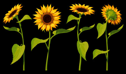 A set of four isolated sunflower flowers with leaves and stems, in different angles, on a black background. Vector illustration.