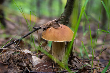 Mushroom "boletus" or "cep" among a forest grass and the fallen-down autumn leaves