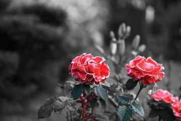 Art photo rose petals isolated on the natural background. Closeup. For design, texture, background. Nature.Black and white photography.