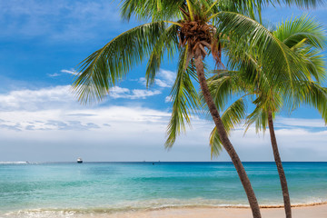 Paradise beach with palm trees and tropical sea in Key West, Florida