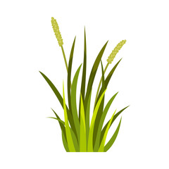 Grass with dense spikelets. Vector illustration on a white background.