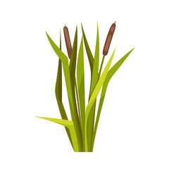 Bunch of reeds. Vector illustration on a white background.