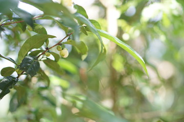 Obraz premium flower