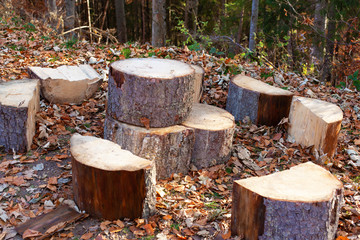 Pine log cabins or firewood on the ground in the middle of autumn forest foliage. Logging, woodworking, industry.