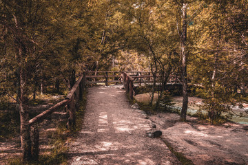 Forest path in the Dolomites National Park, Italy