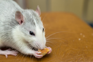 White domestic rat eating bread. Pet animal at home.
