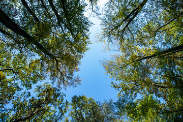 Fototapeta premium Herbstwald 