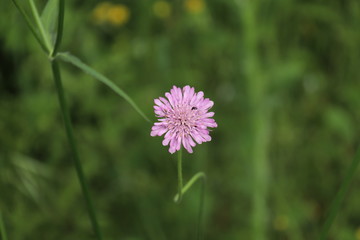 Scabiosa colombaria o vedovina selvatica