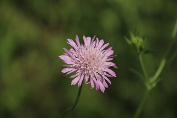 Scabiosa colombaria o vedovina selvatica