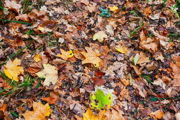 Autumn backgrounds with fallen leaves. Full frame.