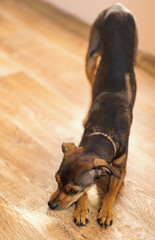 Miniature pinscher puppy at home. Selective focus.