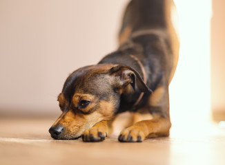 Miniature pinscher puppy at home. Selective focus.