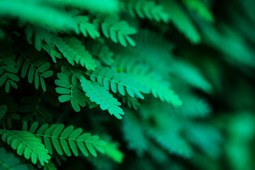 The background images of the tamarind leaves are beautifully stacked.
