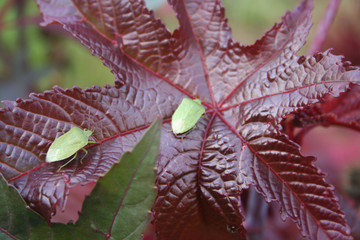 Green shield bugs on Castor oil plant. Nezara viridula insects on a Ricinus communis purple leaf