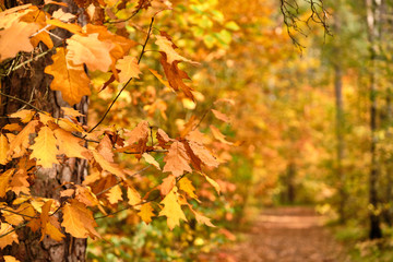 Background with beautiful autumn leaves in front of an autumnal footpath through a forest in October in Franconia, Germany