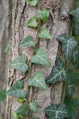 Evergreen common Ivy on a tree trunk.  Close-up of Hedera helix plant climbing a tree