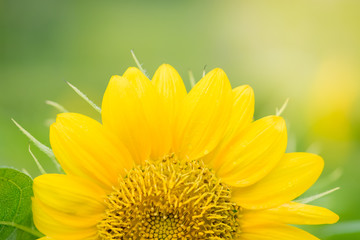 Close-up green leaf nature on blurred greenery background with copy space under sunlight using as a wallpaper