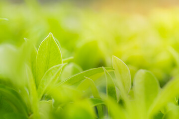 Close-up green leaf nature on blurred greenery background with copy space under sunlight using as a wallpaper