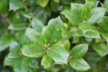 Fototapeta na wymiar Holly bush with fresh green leaves covered by raindrops. Ilex cornuta bush in the garden on autumn