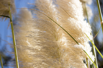 White pampas grass (Cortaderia selloana) in summer