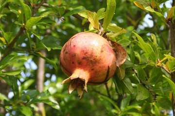 Pomogranate fruit growing on branch in the garden. Punica granatum tree with fruit