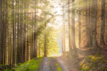 Landscape with road in the green forest and rays of sun light