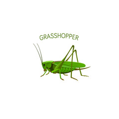 Grasshopper isolated on white background