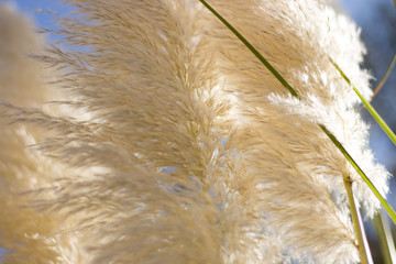 White pampas grass (Cortaderia selloana) in summer