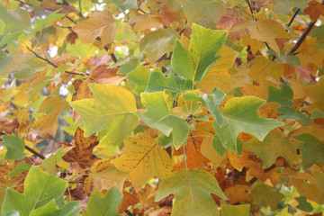 Yellow and orange leaves of Tulip tree in the garden on autumn. Liriodendron tulipifera. Autumn background