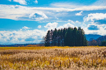 Obraz premium すすきの原