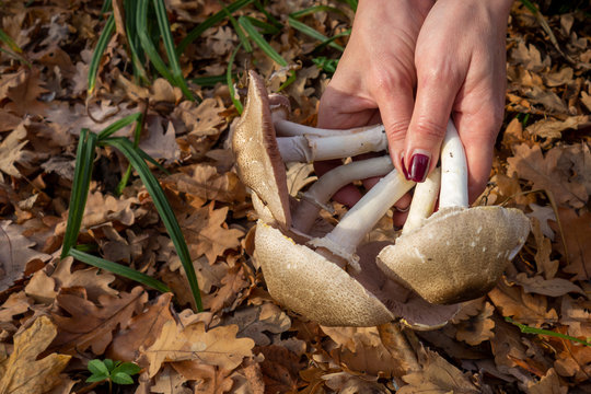 Big mushrooms in woman hands on yellow leaves background. Problem of edible or danger poisonous fungus mistake identification. Closeup of autumn forest harvest picking