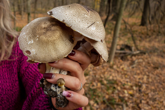 Big mushrooms in woman hands on yellow leaves background. Problem of edible or danger poisonous fungus mistake identification. Closeup of autumn forest harvest picking