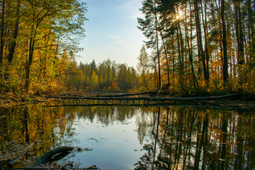landscape of a lake with the sun shining through the trees